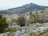 10. Sreli smo i krave